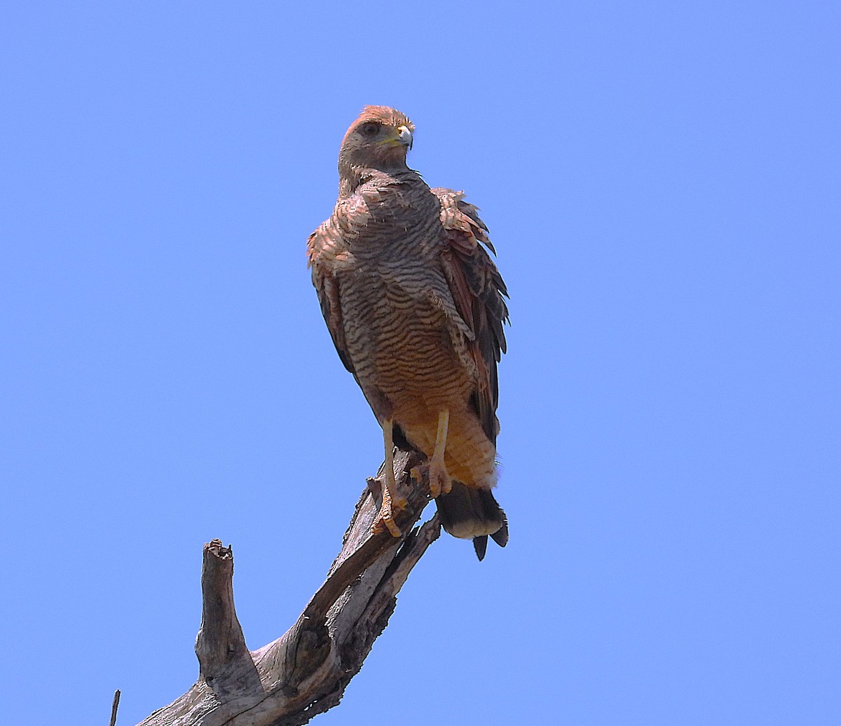 Savanna Hawk - ML646583659