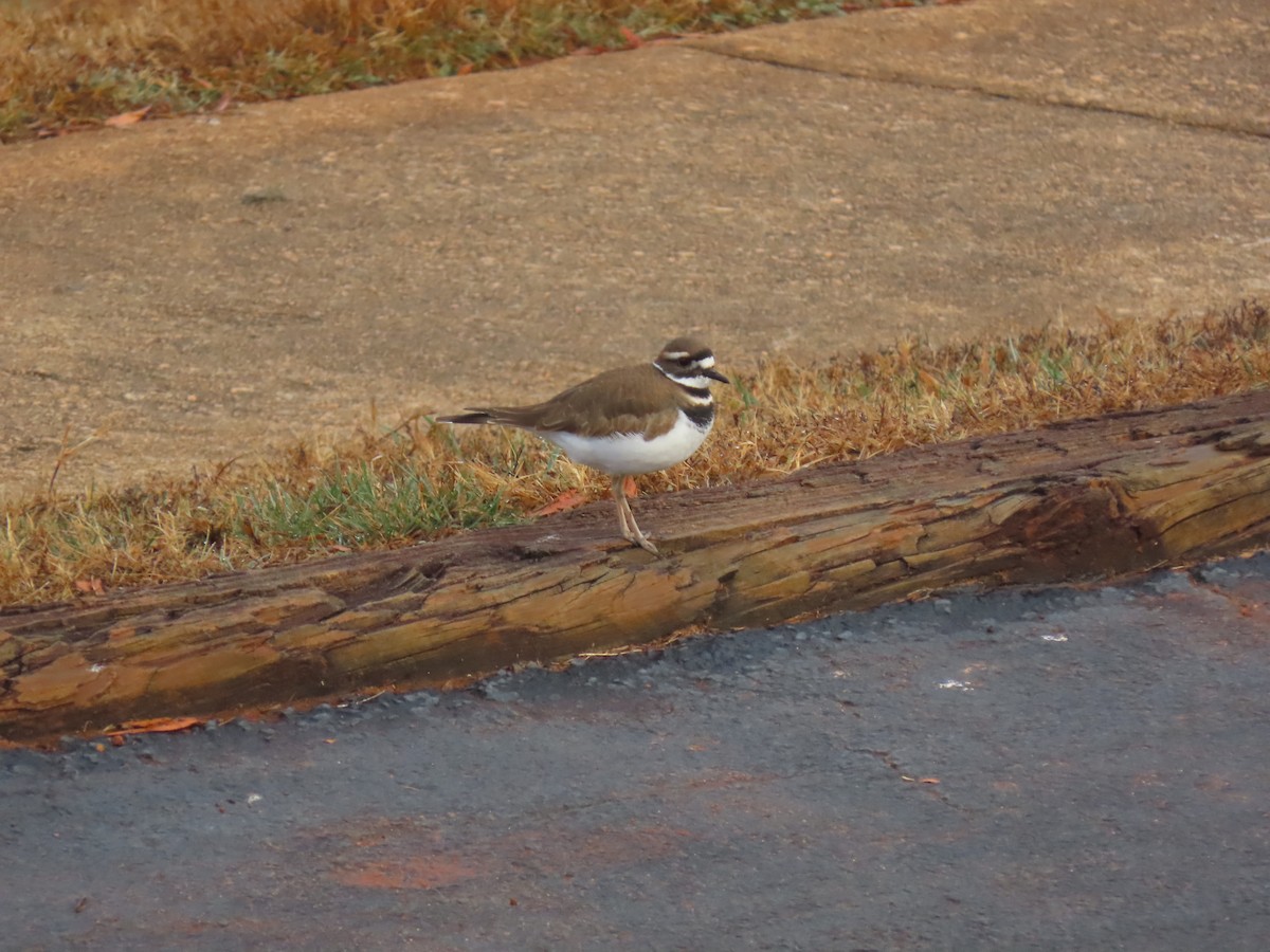 Killdeer - ML646583662