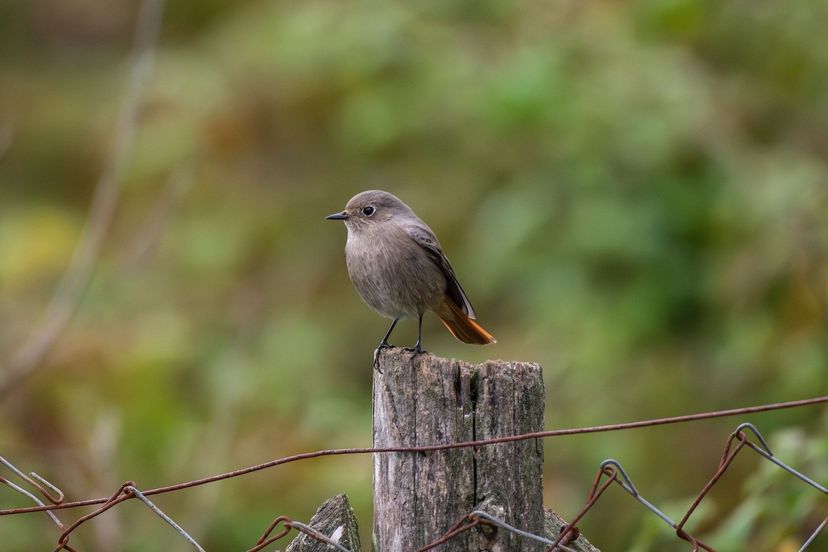 Black Redstart - ML646583663