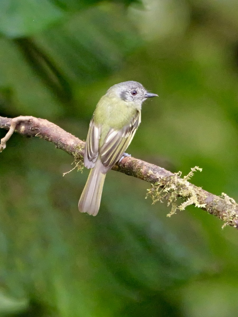 Marble-faced Bristle-Tyrant - ML646583668