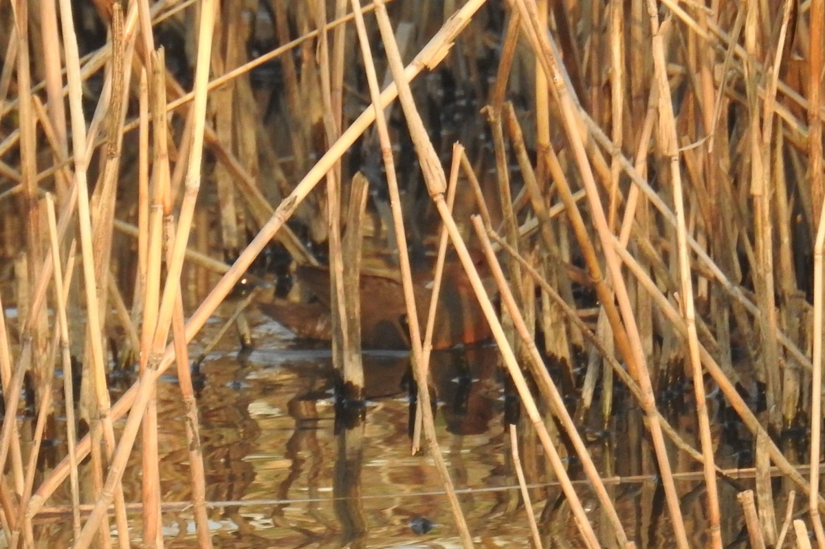 Ruddy-breasted Crake - ML646583670