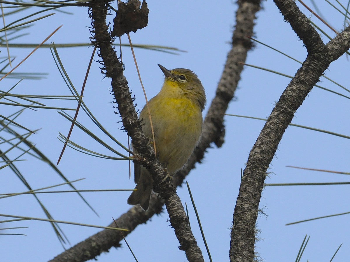 סבכון אורנים - ML646583673