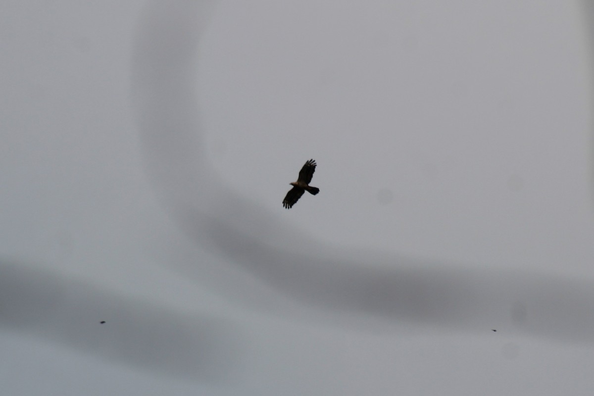 Oriental Honey-buzzard - ML646583674