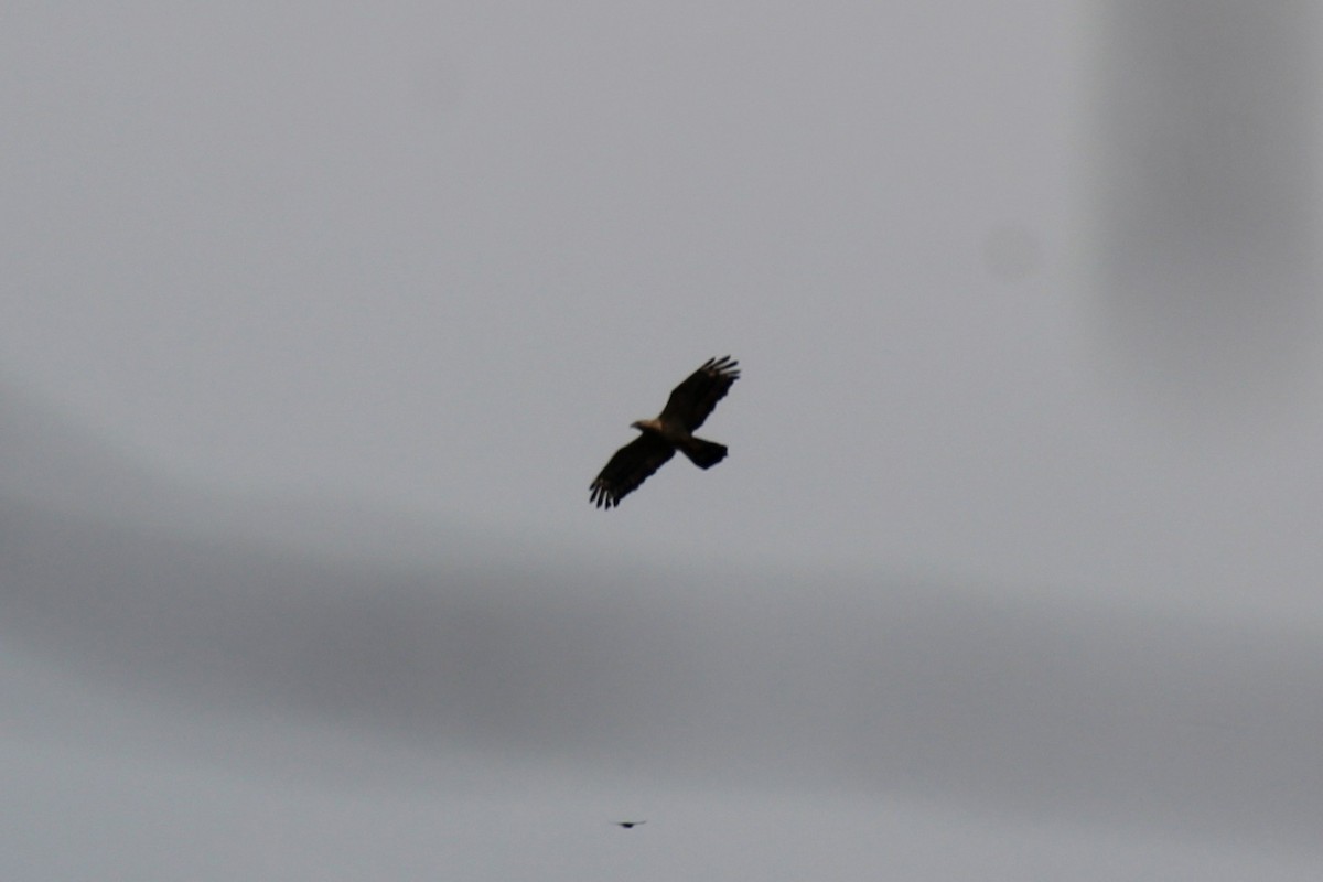 Oriental Honey-buzzard - ML646583675