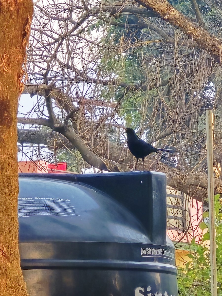 Blue Whistling-Thrush - ML646583677