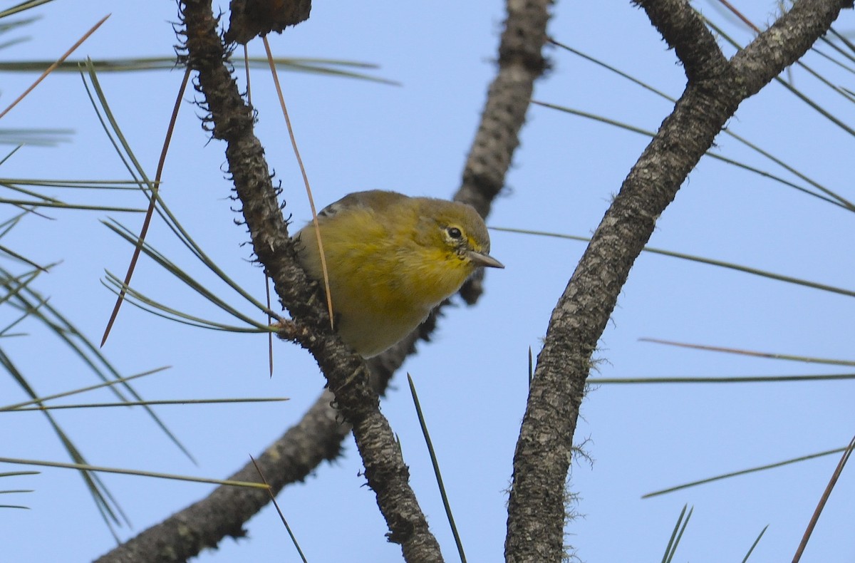 סבכון אורנים - ML646583678