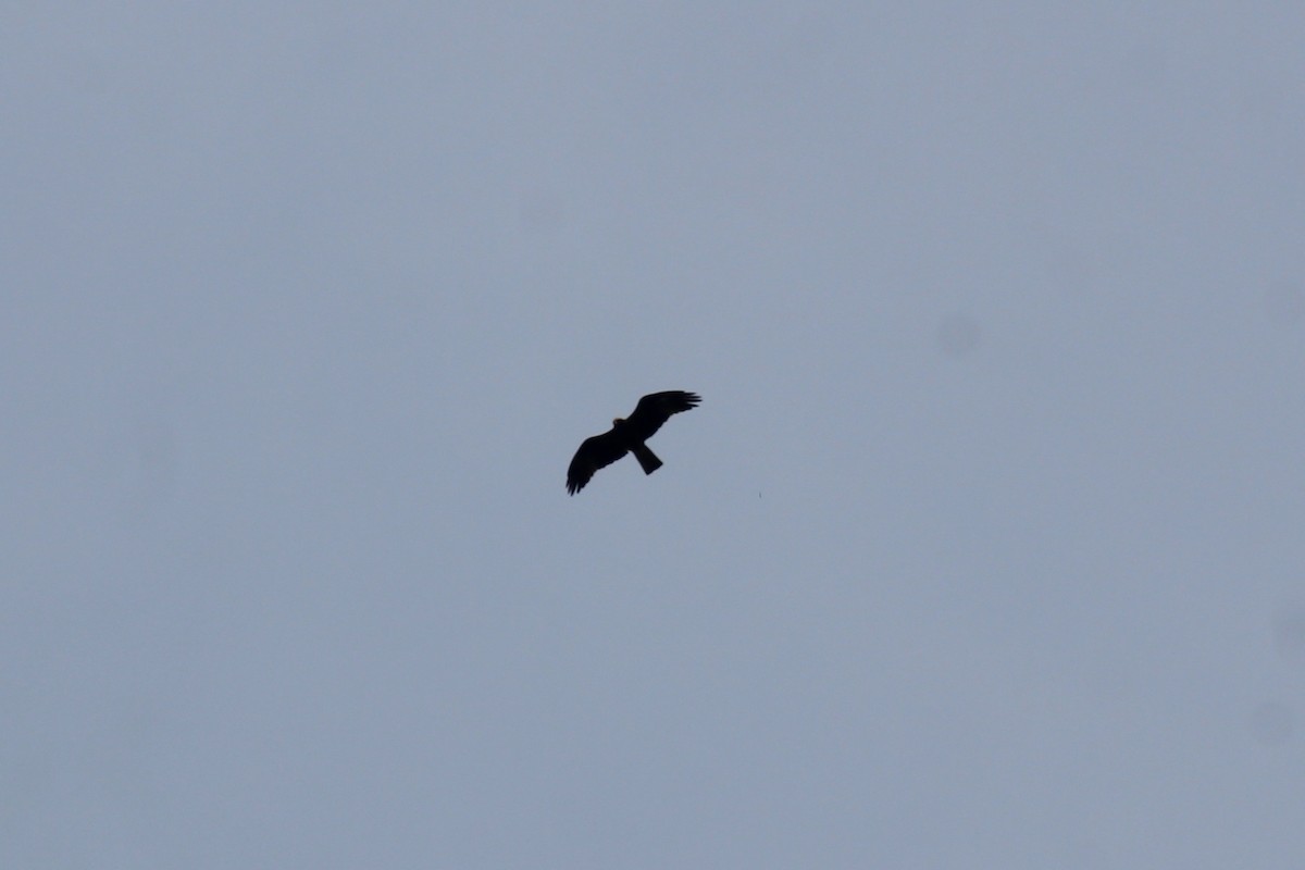 Booted Eagle - ML646583679