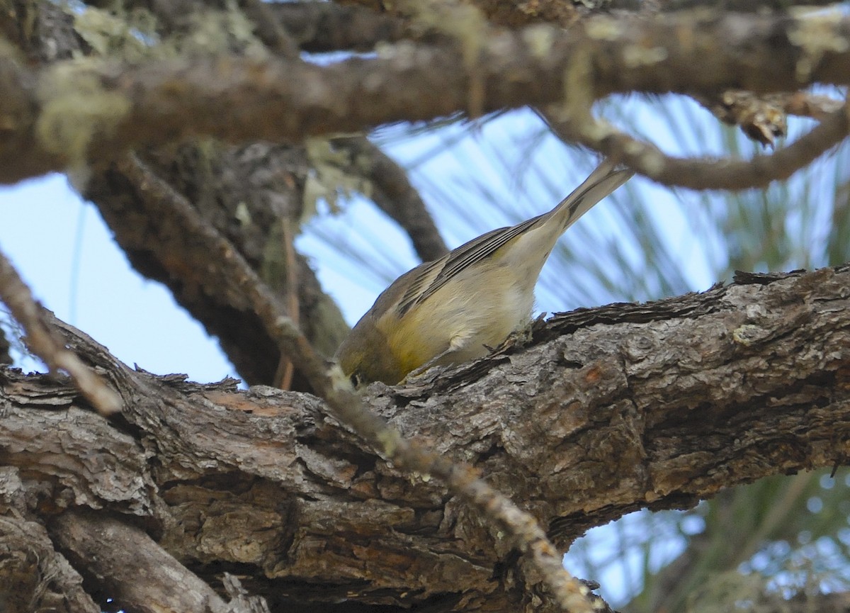 סבכון אורנים - ML646583681