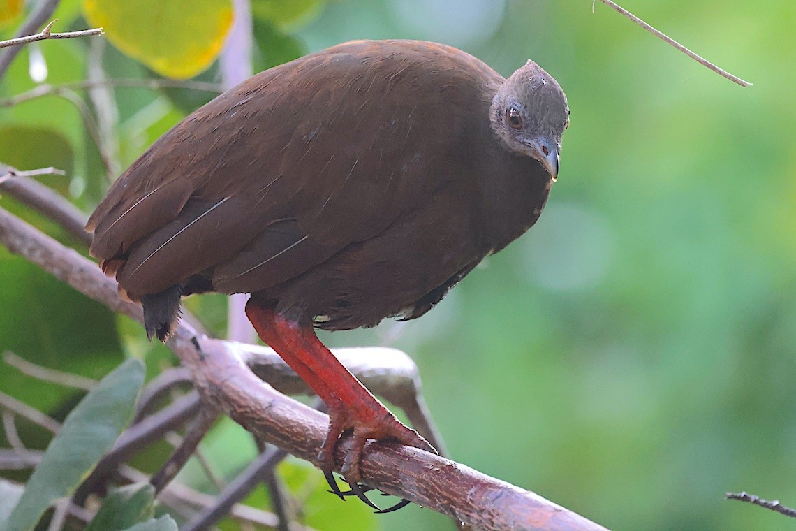 Sula Megapode - ML646583682