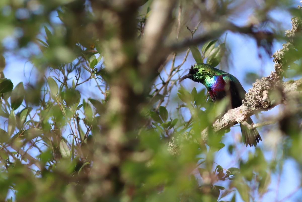 Marico Sunbird - ML646583684