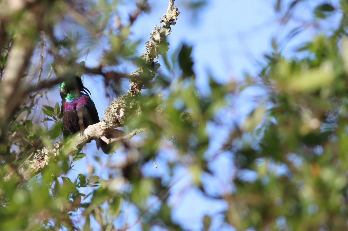 Marico Sunbird - ML646583685