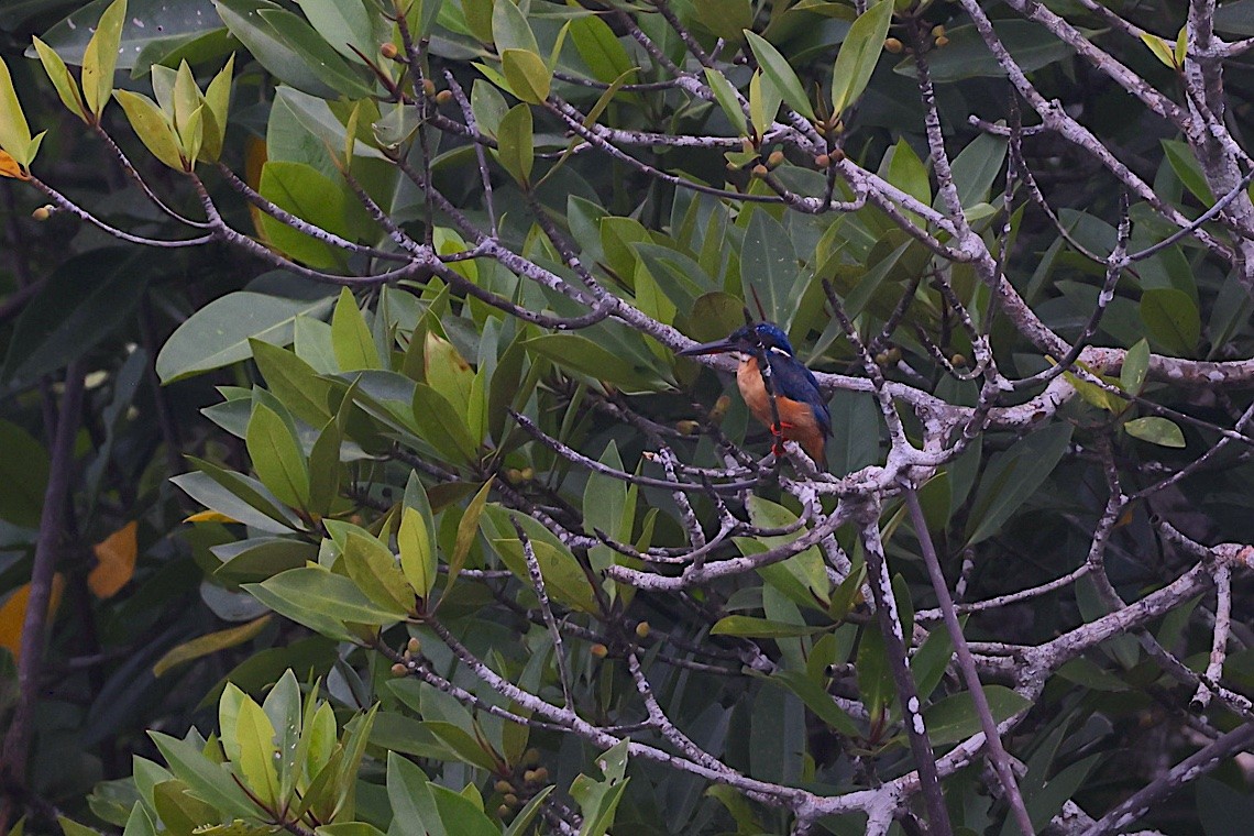 Common Kingfisher - ML646583689