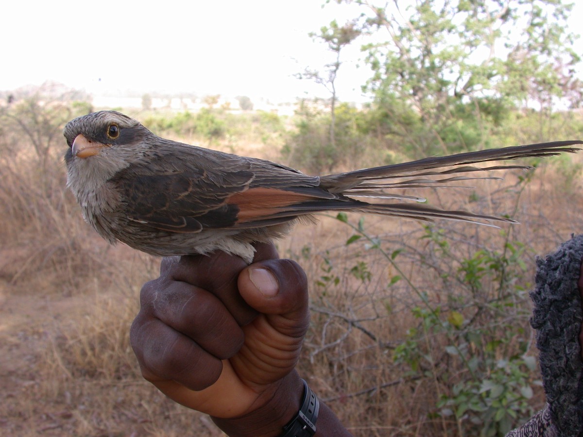 Yellow-billed Shrike - ML646583693