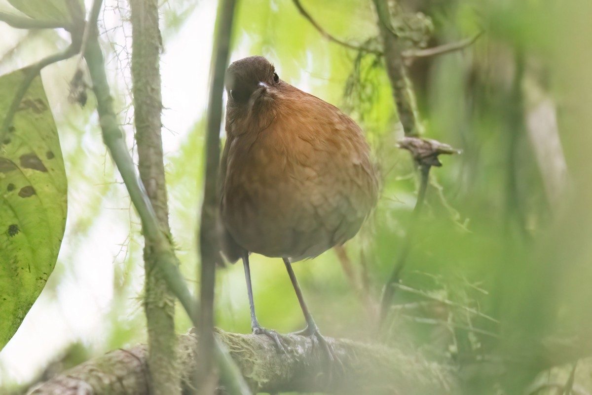 Muisca Antpitta - ML646583697