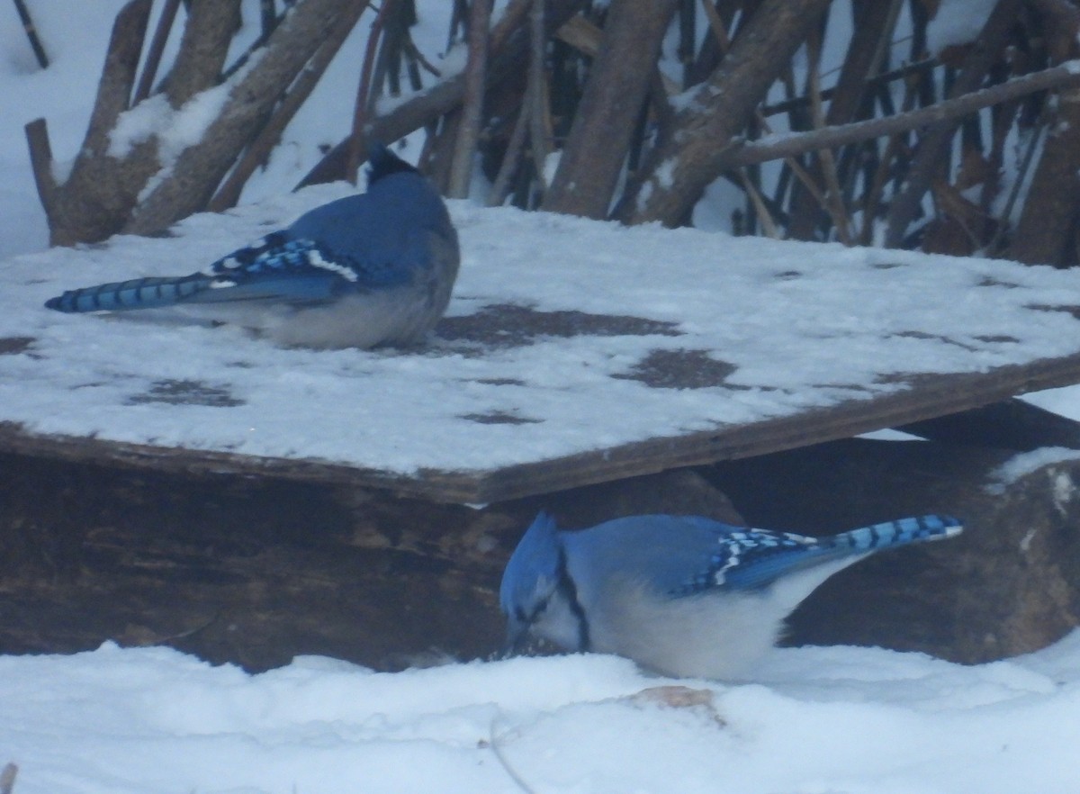 Blue Jay - ML646583698