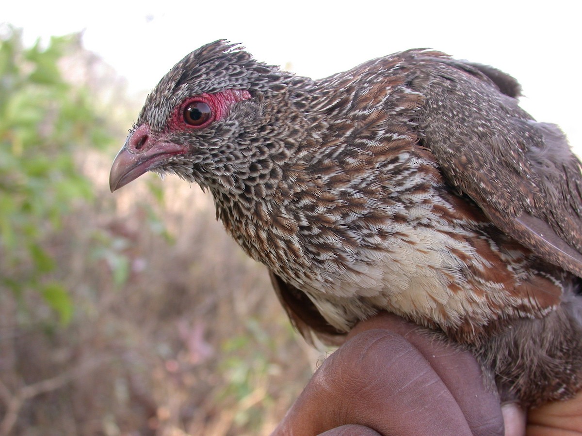 Stone Partridge - ML646583699