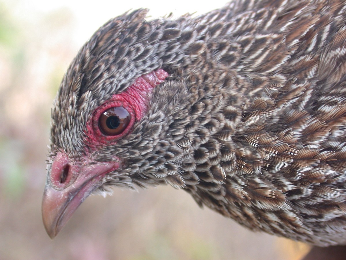 Stone Partridge - ML646583700