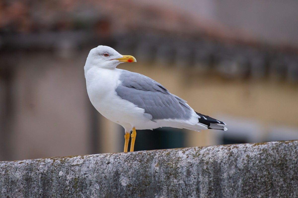 שחף צהוב-רגל - ML646583701