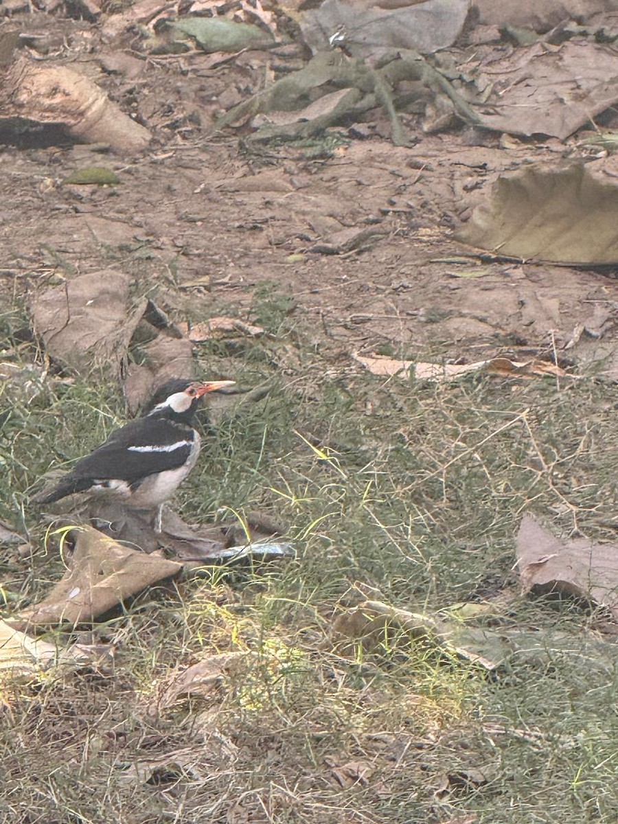 印度鵲椋鳥 - ML646583709