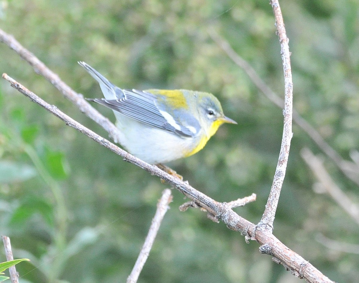 Meisenwaldsänger - ML646583710