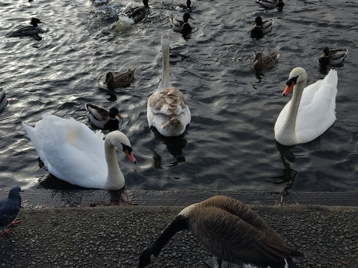 疣鼻天鵝 - ML646583714