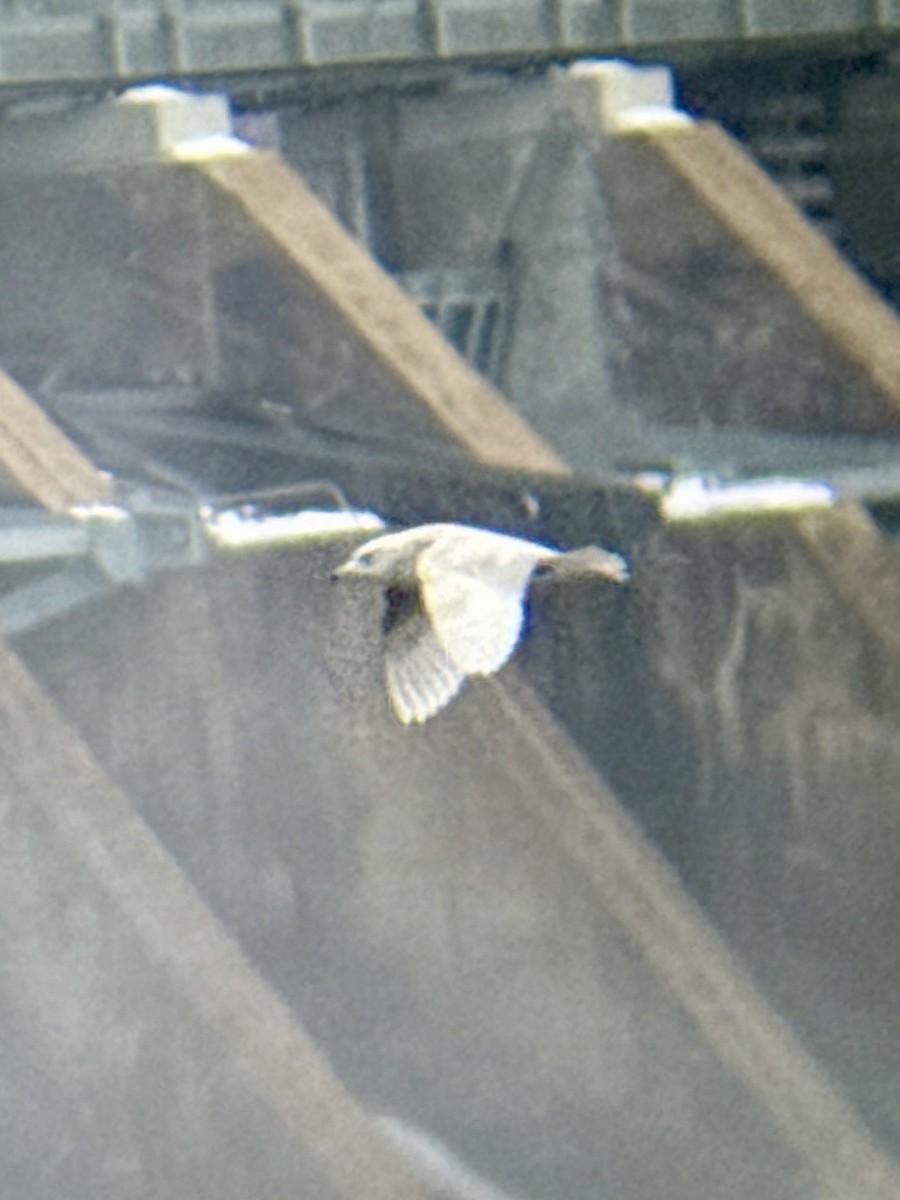 racek šedý - ML646583715