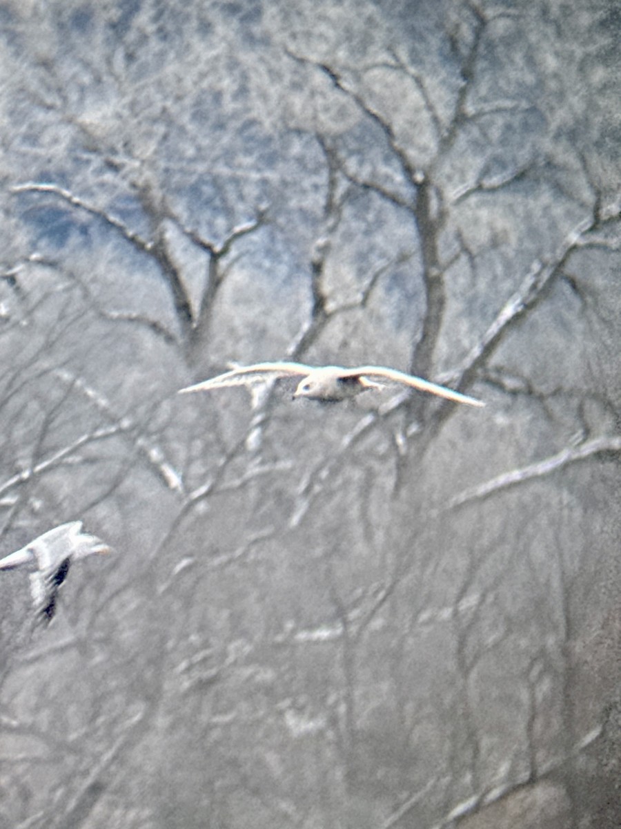 Gavión Hiperbóreo - ML646583716