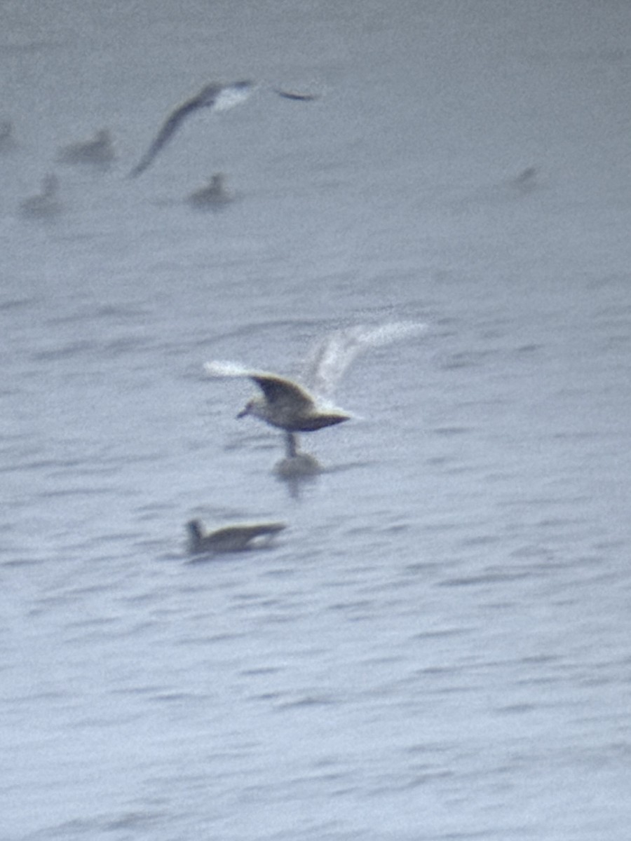 racek šedý - ML646583717