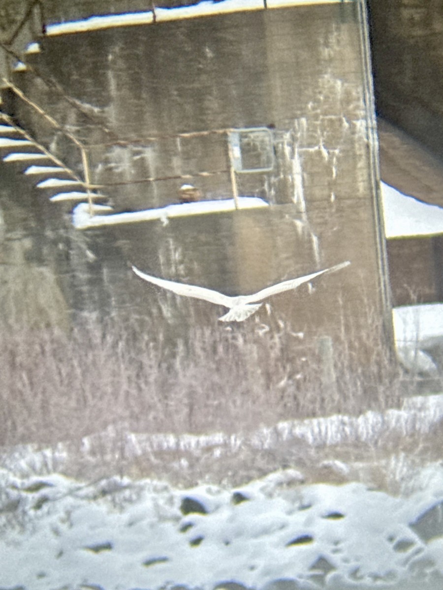 Gavión Hiperbóreo - ML646583718