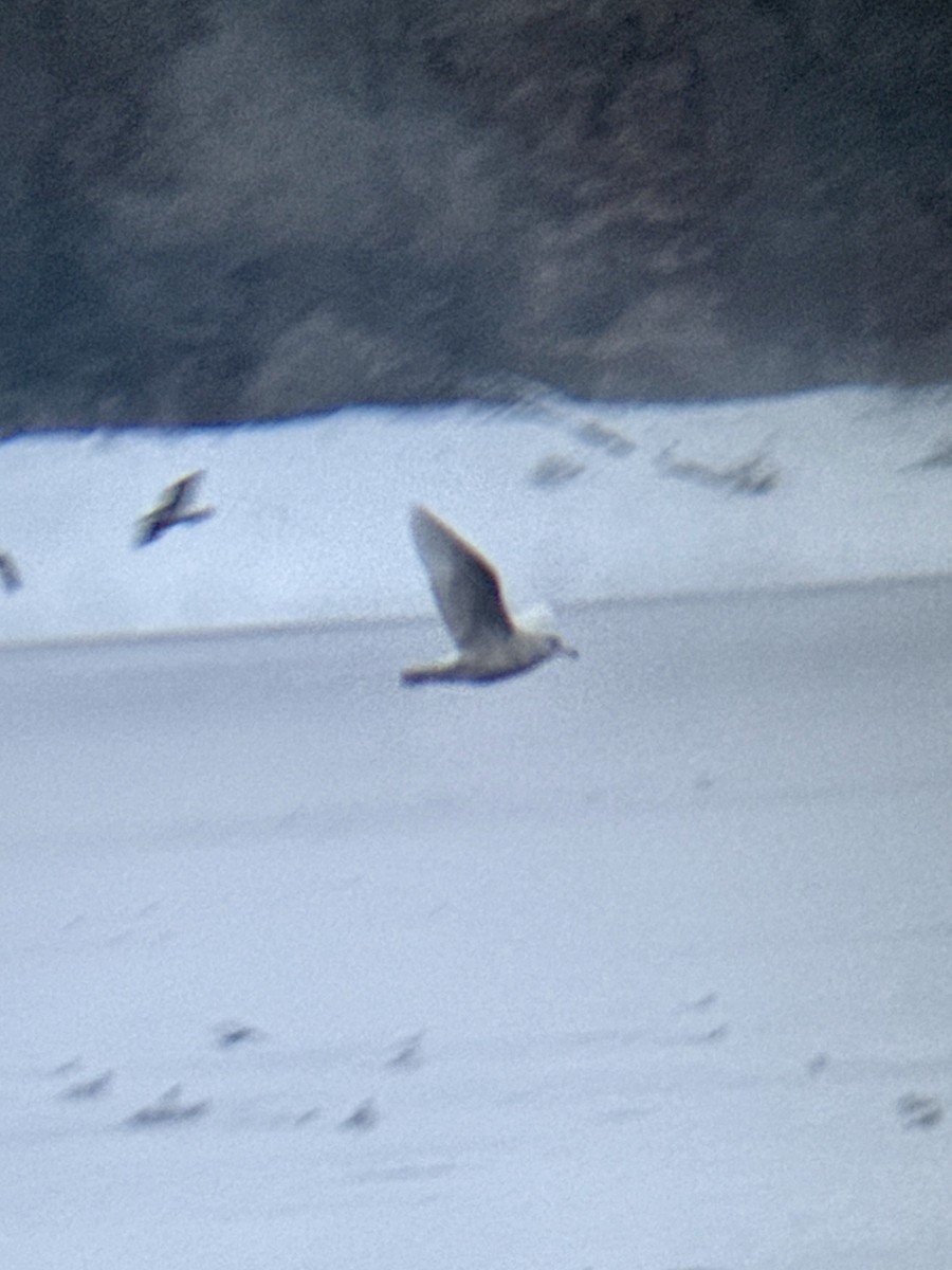 racek šedý - ML646583719