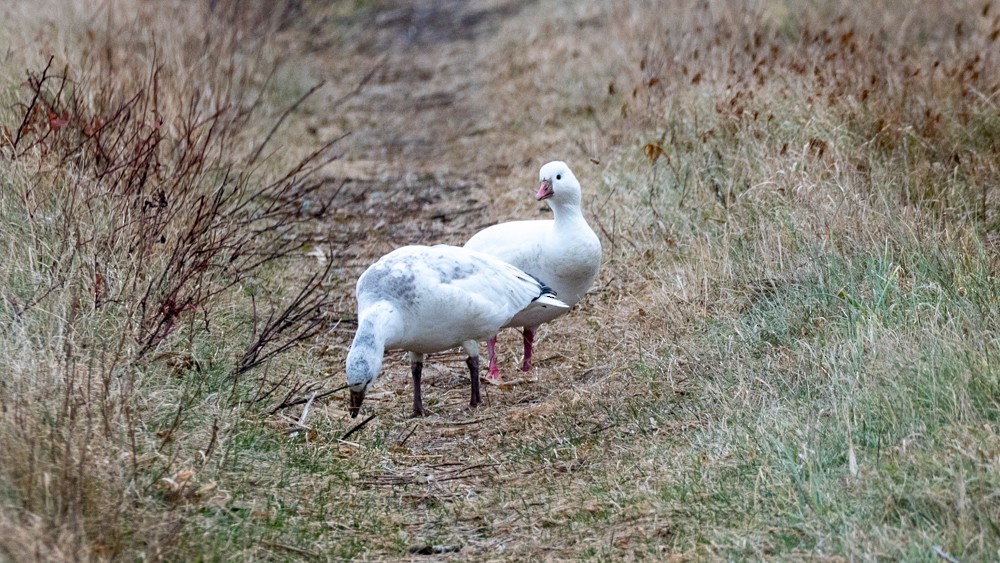 Zwergschneegans - ML646583720