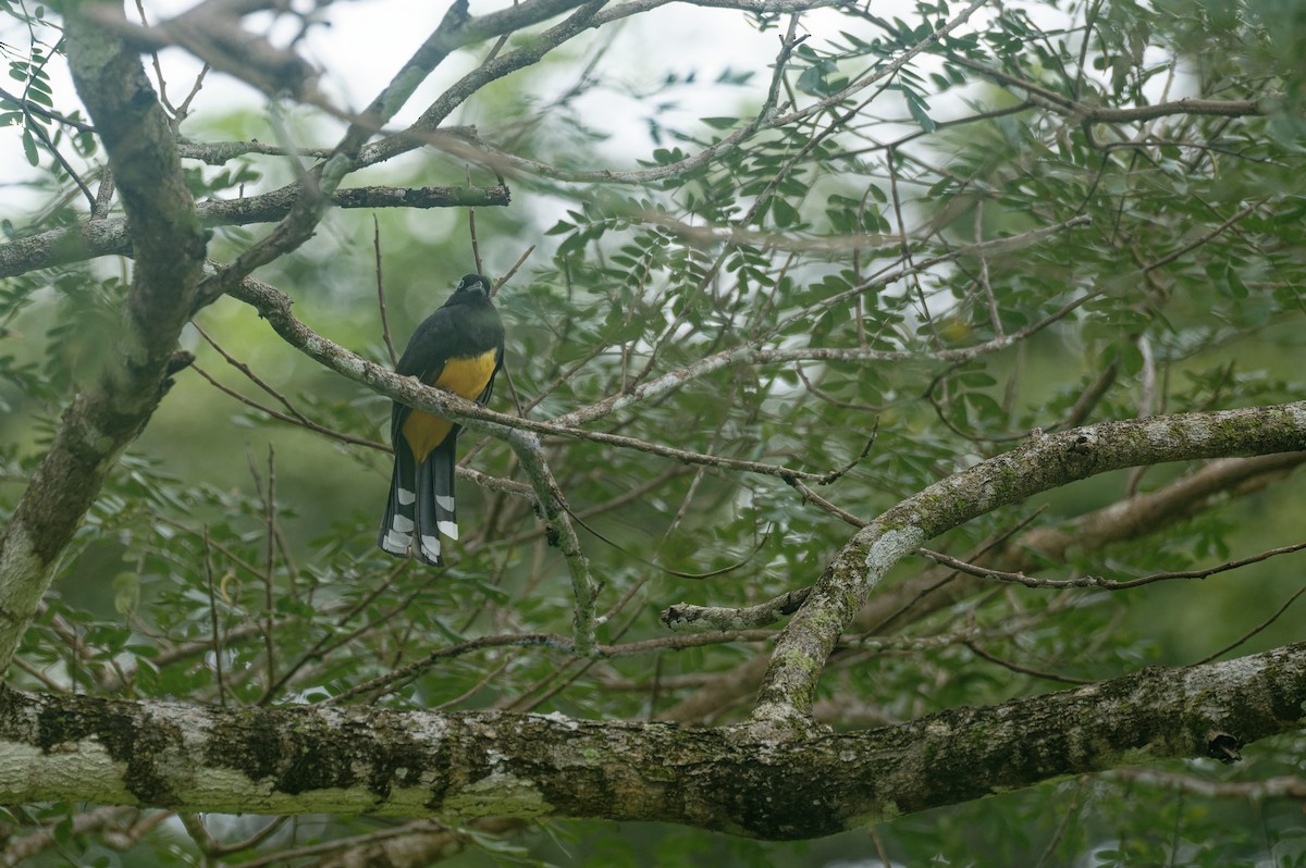 Black-headed Trogon - ML646583723