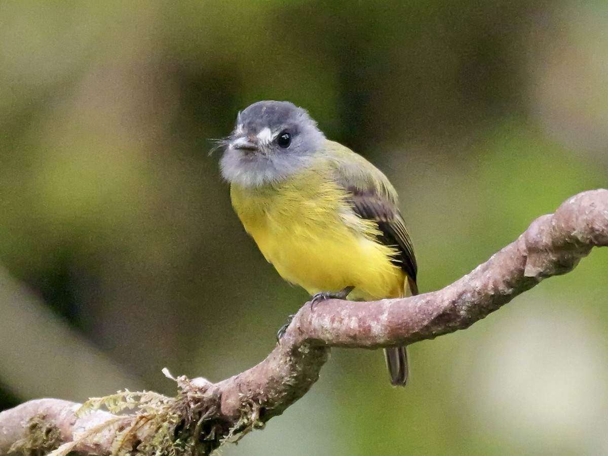 Ornate Flycatcher - ML646583724