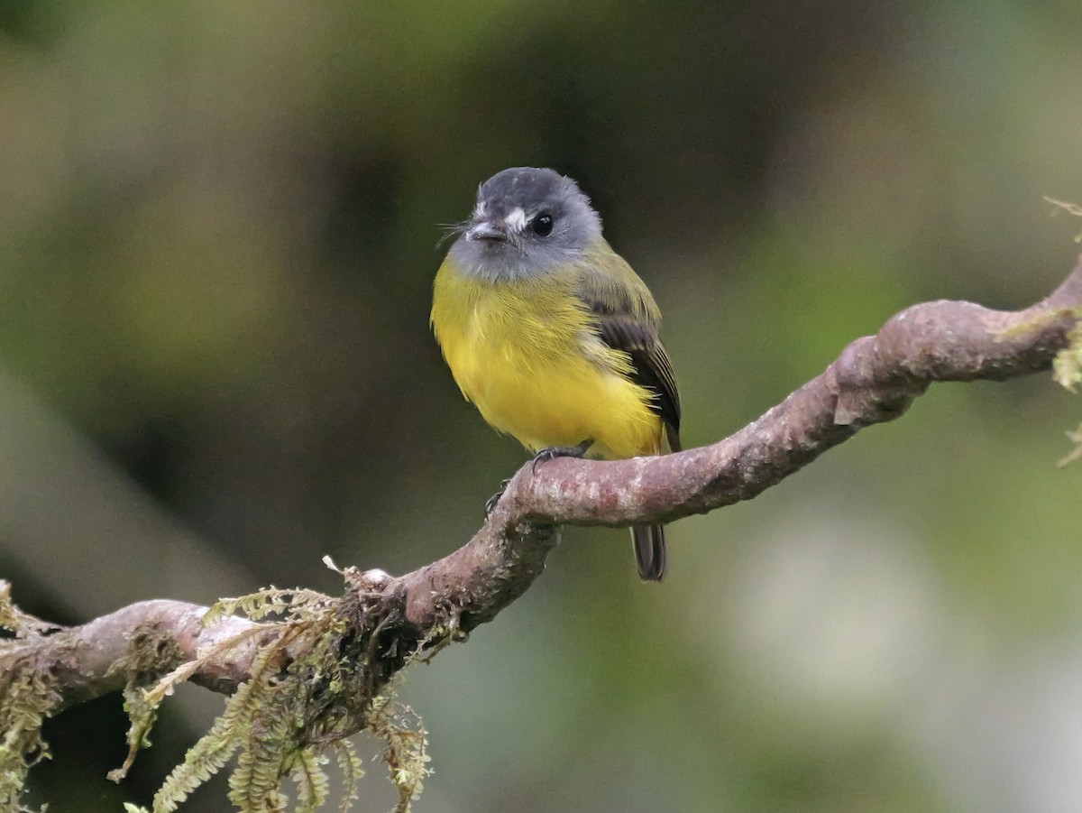 Ornate Flycatcher - ML646583725