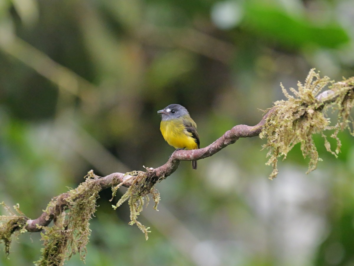Ornate Flycatcher - ML646583726