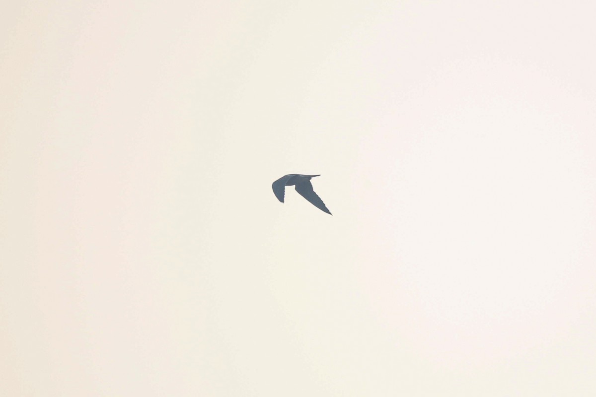 Peregrine Falcon - ML646583727