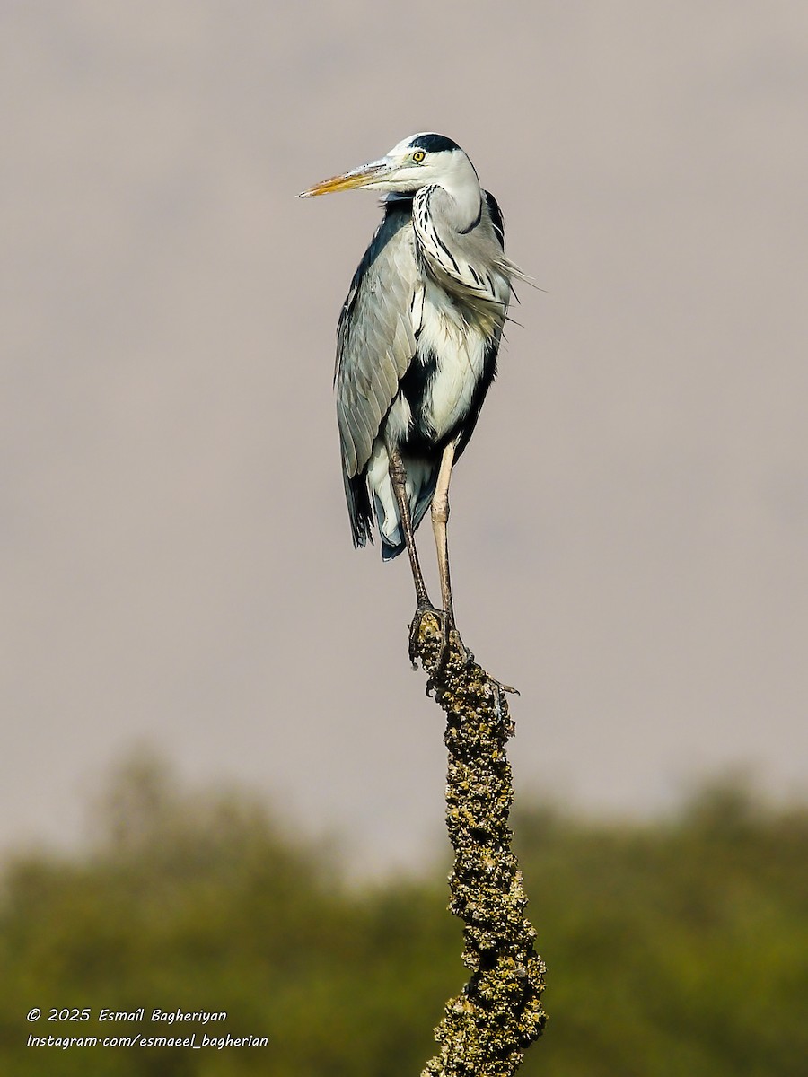 Gray Heron - ML646583730