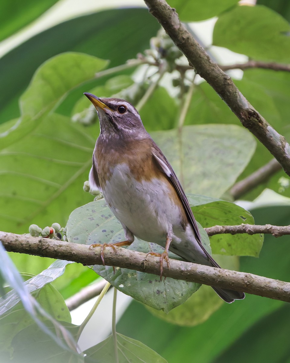 Eyebrowed Thrush - ML646583733