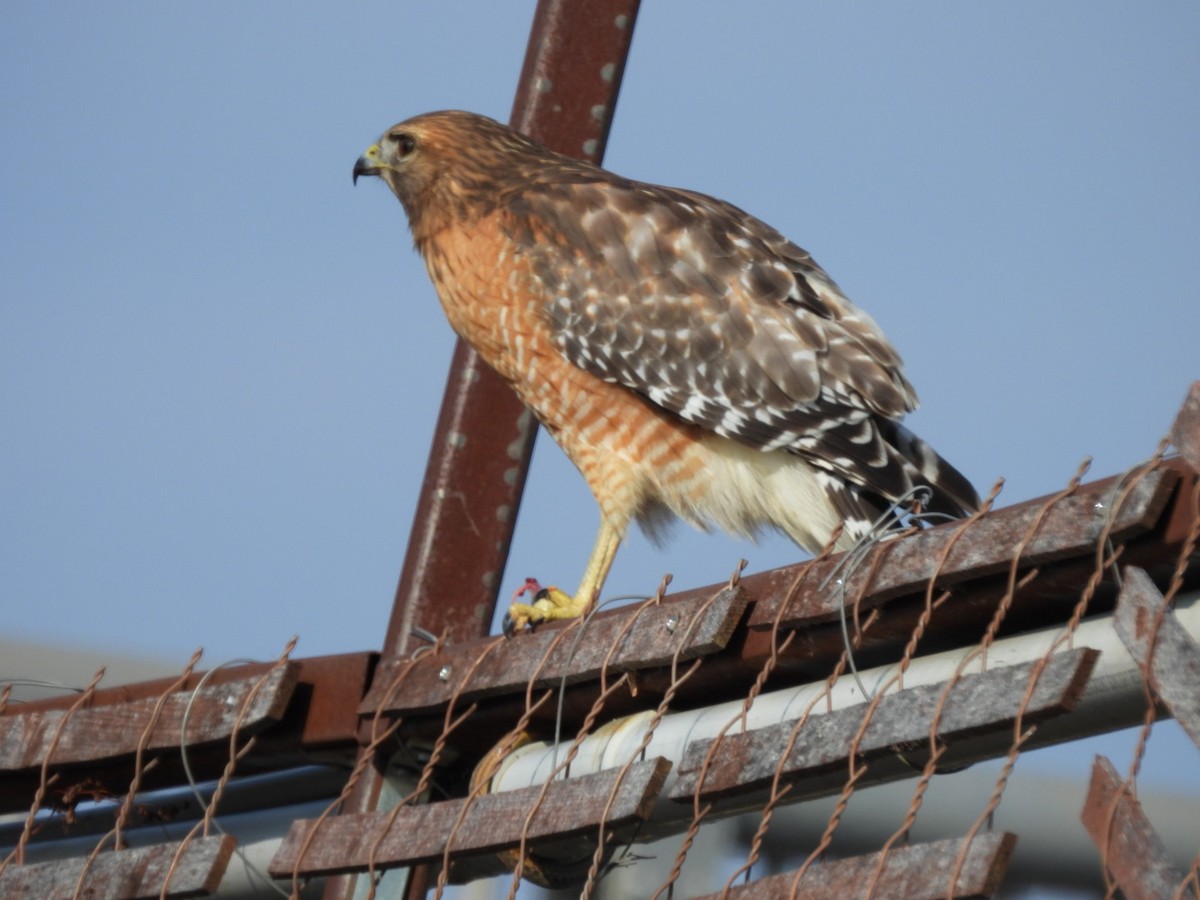 Red-shouldered Hawk - ML646583734