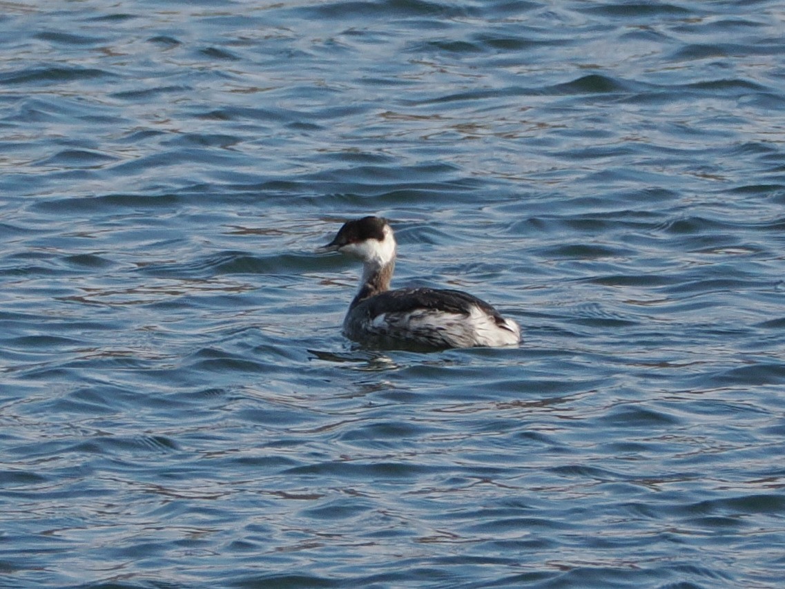 Txilinporta urrebelarria - ML646583737