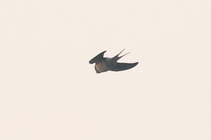 Barn Swallow - ML646583738