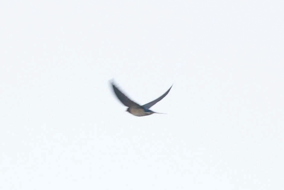 Barn Swallow - ML646583741