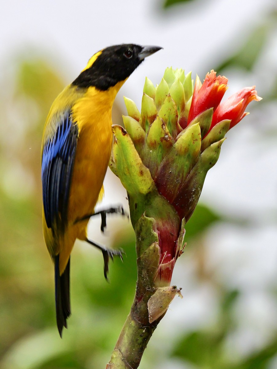 Black-chinned Mountain Tanager - ML646583743