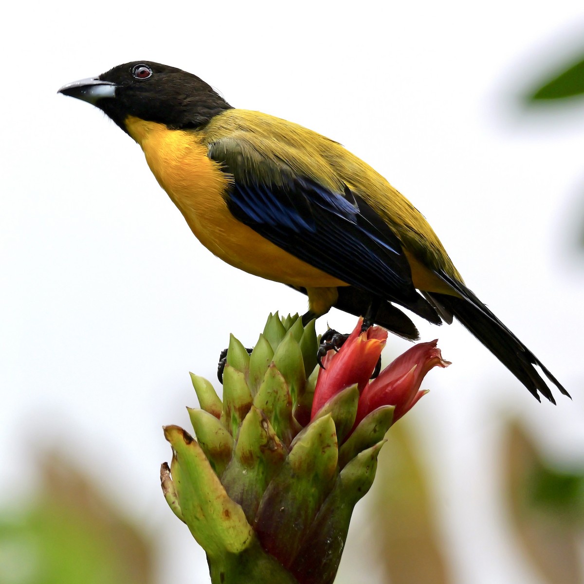 Black-chinned Mountain Tanager - ML646583744
