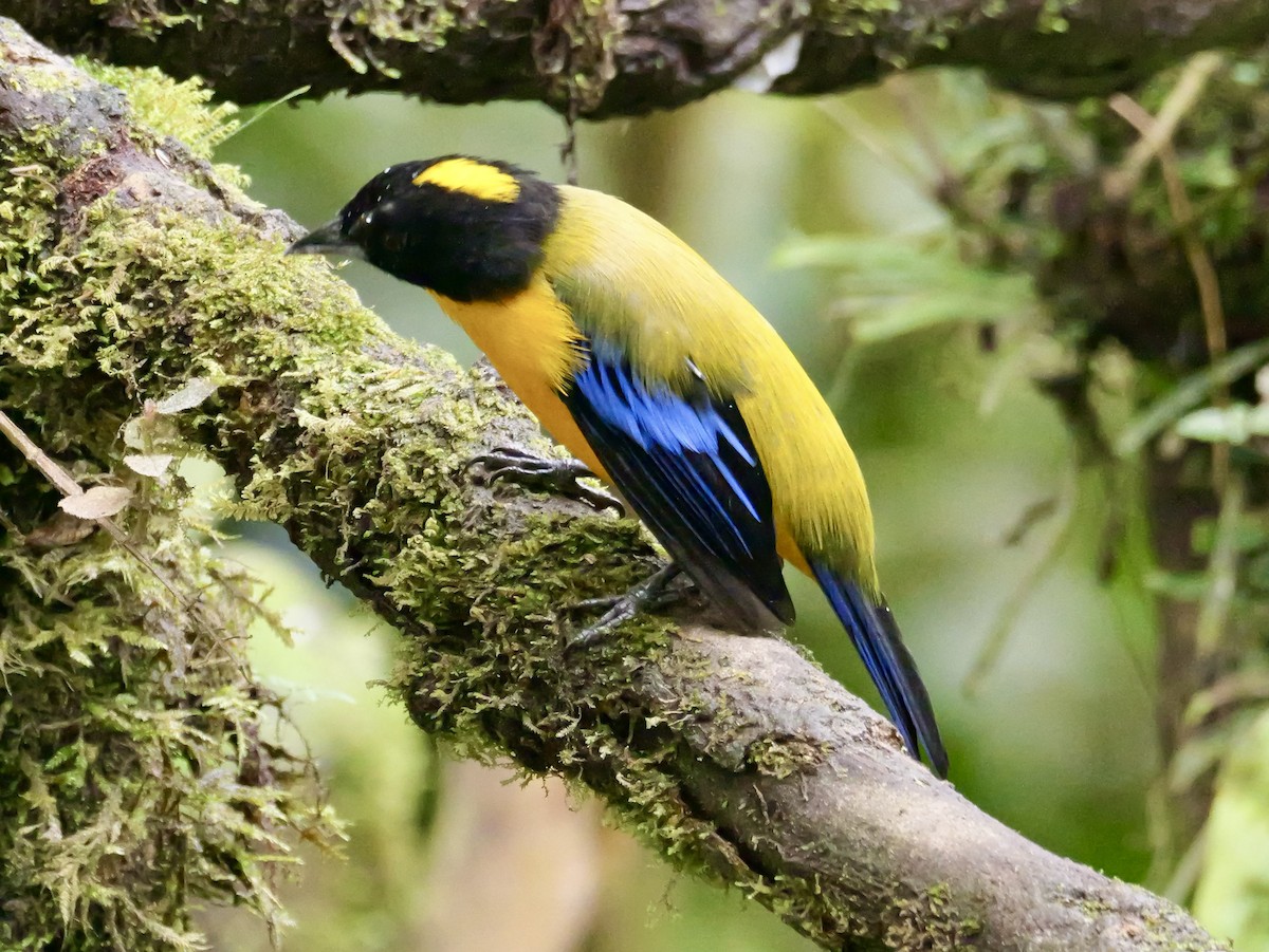 Black-chinned Mountain Tanager - ML646583745