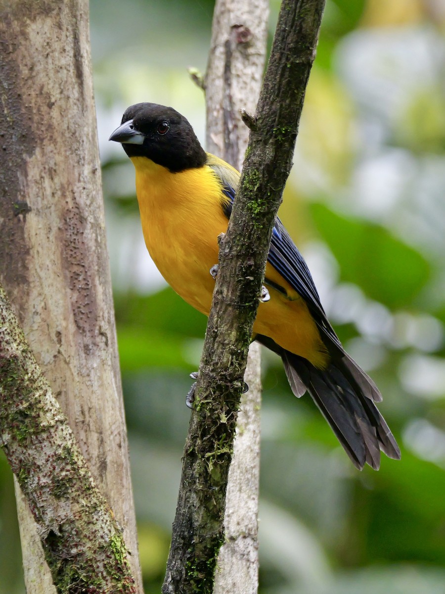Black-chinned Mountain Tanager - ML646583746