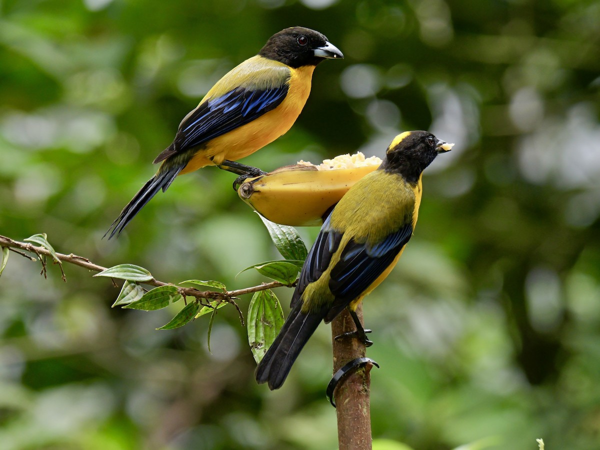 Black-chinned Mountain Tanager - ML646583747