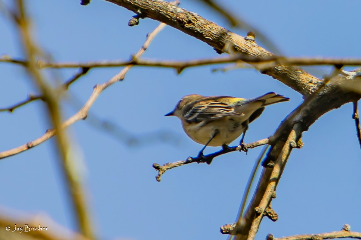 lesňáček žlutoskvrnný (ssp. coronata) - ML646583750