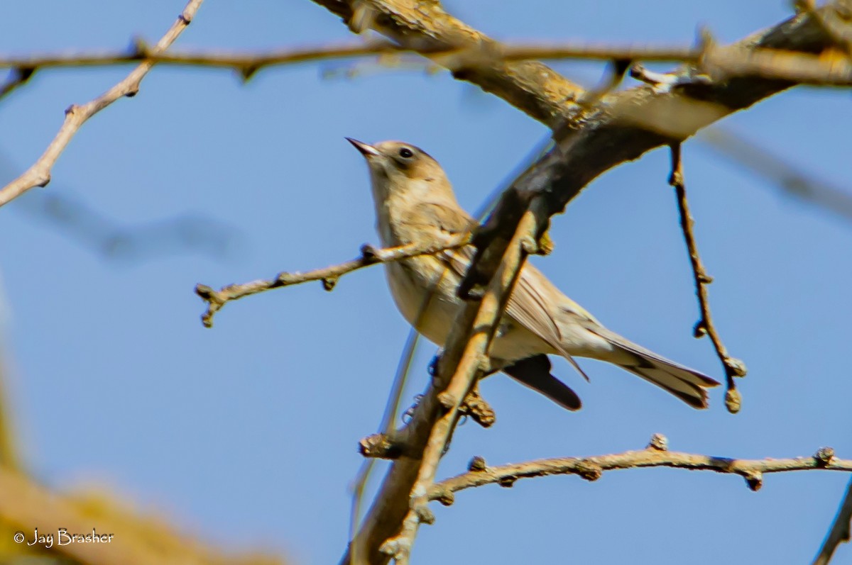 lesňáček žlutoskvrnný (ssp. coronata) - ML646583751