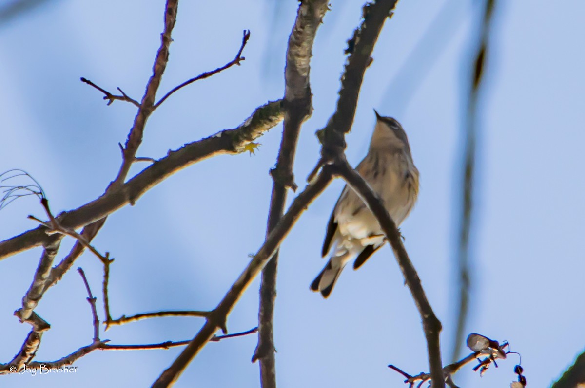lesňáček žlutoskvrnný (ssp. coronata) - ML646583752